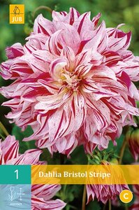 Dahlia Bristol stripe - afbeelding 2