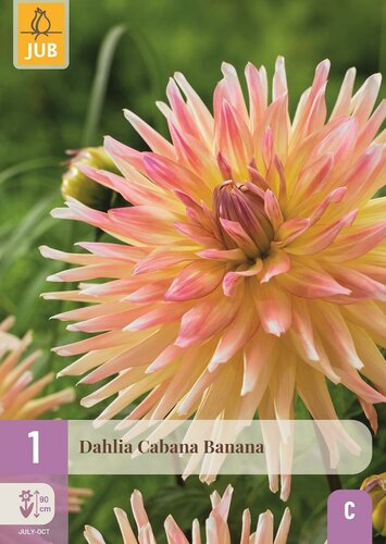 Dahlia cabana banana