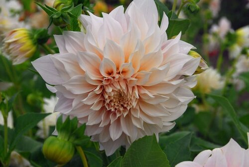 Dahlia cafe au lait - afbeelding 2