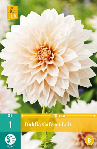 Dahlia cafe au lait - afbeelding 1