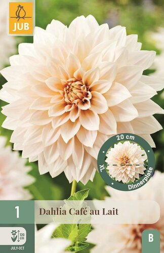 Dahlia cafe au lait - afbeelding 1