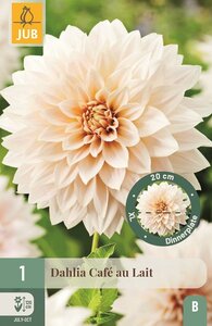 Dahlia cafe au lait