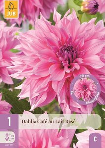 Dahlia cafe au lait rose