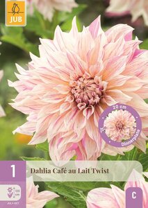 Dahlia cafe au lait twist