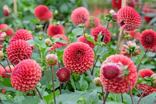 Dahlia Copper boy - afbeelding 2