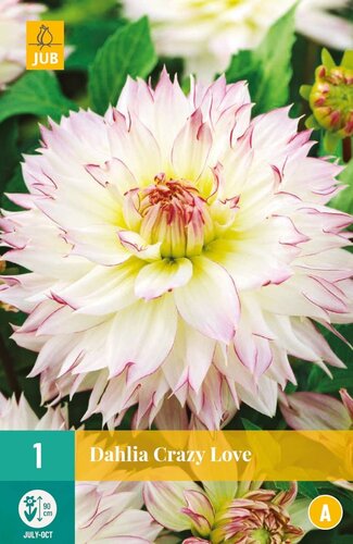 Dahlia crazy love