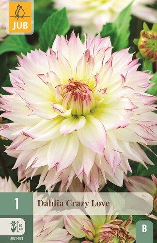 Dahlia crazy love - afbeelding 1
