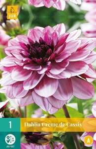 Dahlia creme de cassis - afbeelding 1