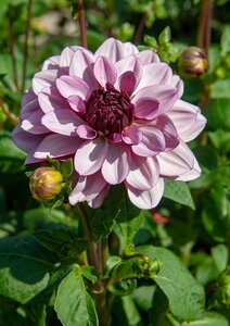 Dahlia creme de cassis - afbeelding 2