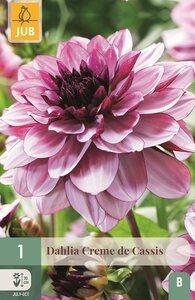 Dahlia creme de cassis - afbeelding 1