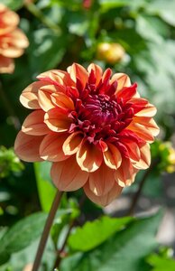 Dahlia Creme de cognac - afbeelding 2