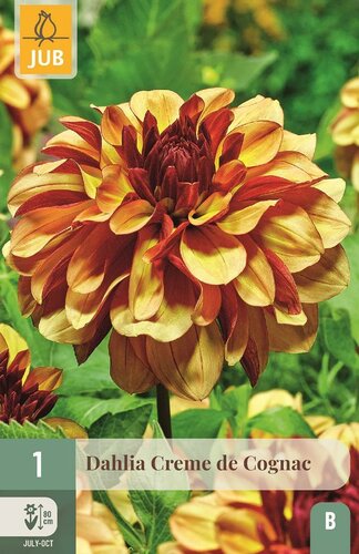 Dahlia Creme de cognac - afbeelding 1