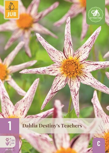 Dahlia destinys teachers
