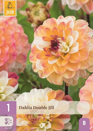 Dahlia double jill