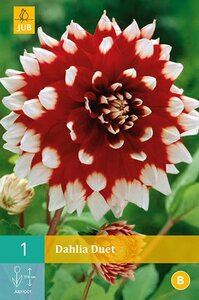 Dahlia Duet - afbeelding 1