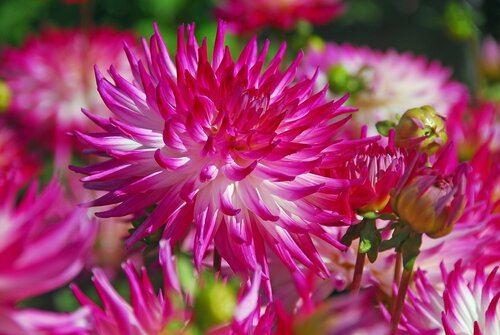 Dahlia Dutch explosion - afbeelding 2