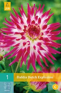 Dahlia Dutch explosion - afbeelding 1