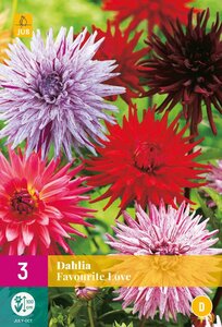 Dahlia favourite love