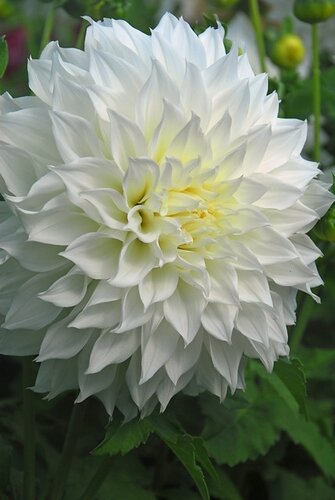 Dahlia Fleurel - afbeelding 2