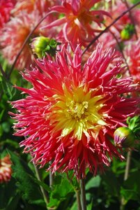 Dahlia fringed star - afbeelding 2