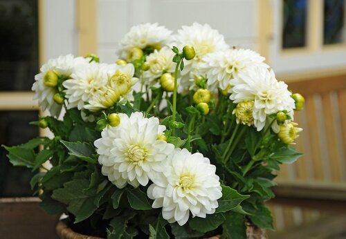 Dahlia gallery art fair® - afbeelding 2