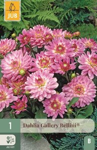 Dahlia gallery bellini