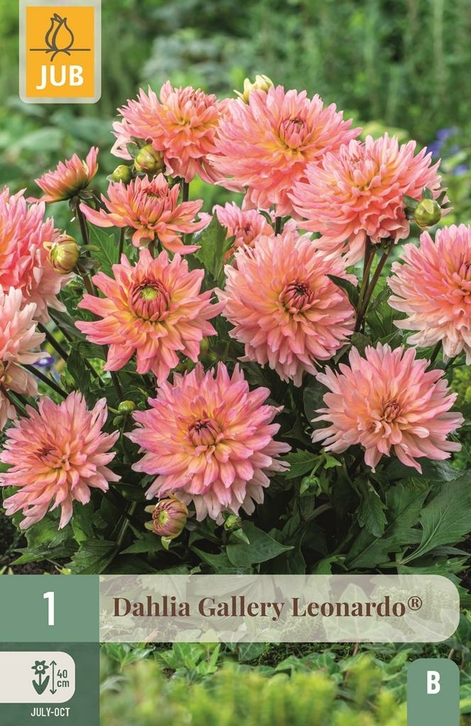 Dahlia gallery Leonardo - Koopzaden.nl