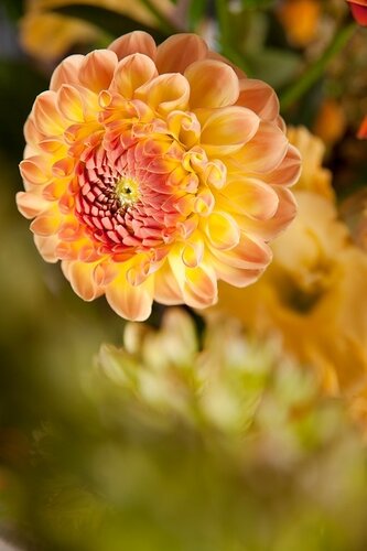 Dahlia gallery Pablo - afbeelding 2