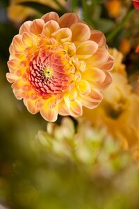Dahlia gallery Pablo - afbeelding 2