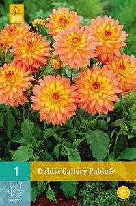Dahlia gallery Pablo - afbeelding 2