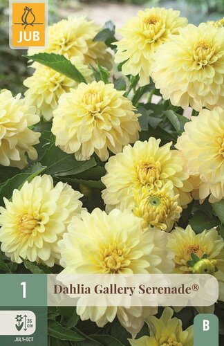 Dahlia gallery serenade® - afbeelding 1