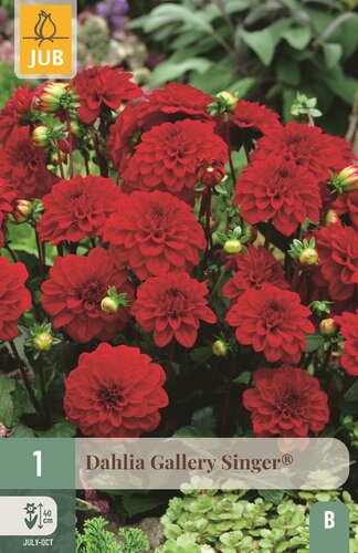 Dahlia gallery singer - afbeelding 1