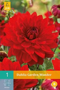 Dahlia Garden wonder