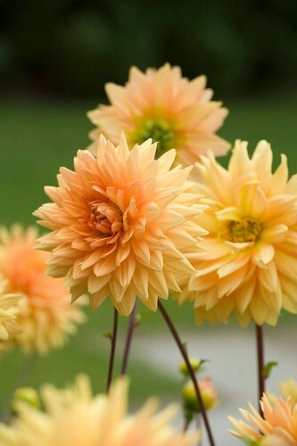 Dahlia glorie van Noordwijk - afbeelding 2