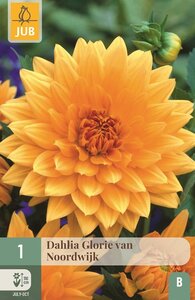 Dahlia glorie van Noordwijk