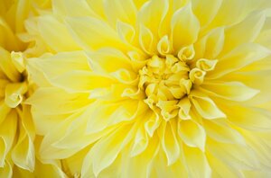 Dahlia Glory of heemstede - afbeelding 2