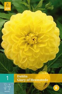 Dahlia Glory of heemstede - afbeelding 1