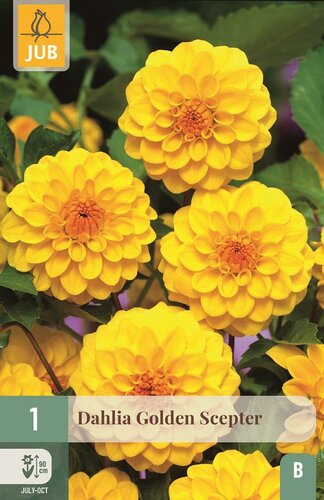 Dahlia golden scepter