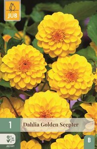 Dahlia golden scepter