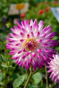 Dahlia hayley jane - afbeelding 2