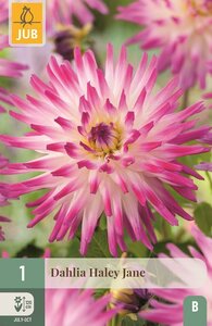 Dahlia hayley jane - afbeelding 1