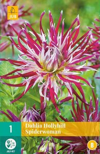 Dahlia hollyhill spiderwoman