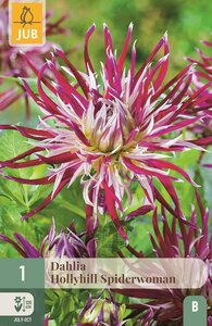 Dahlia hollyhill spiderwoman