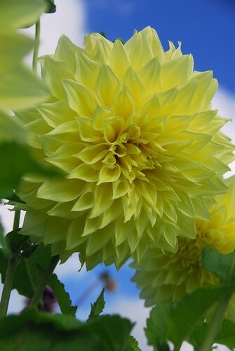 Dahlia Kelvin floodlight - afbeelding 2