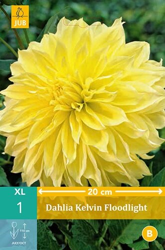 Dahlia Kelvin floodlight - afbeelding 1