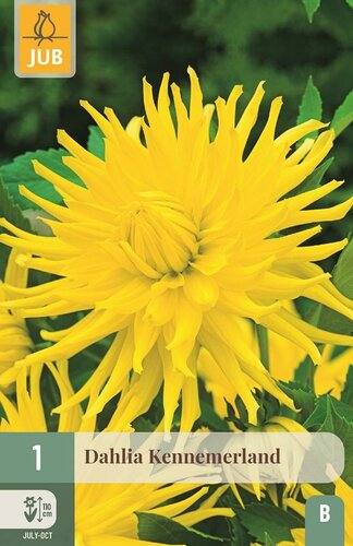 Dahlia Kennemerland - afbeelding 1