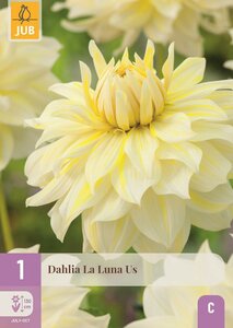 Dahlia la luna us