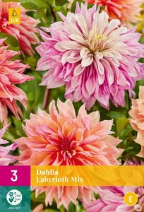 Dahlia labyrinth mix