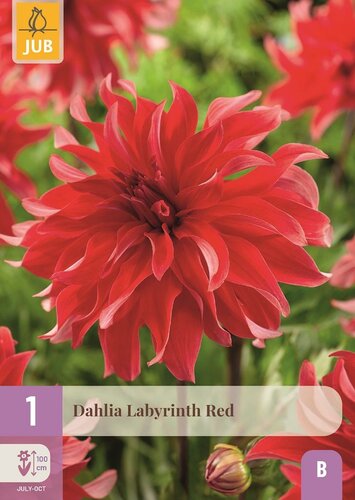 Dahlia labyrinth red