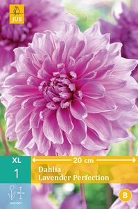 Dahlia Lavender perfection